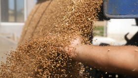 Экспортные цены на зерно в России падают рекордными темпами – обзор